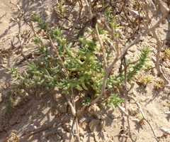 Salsola