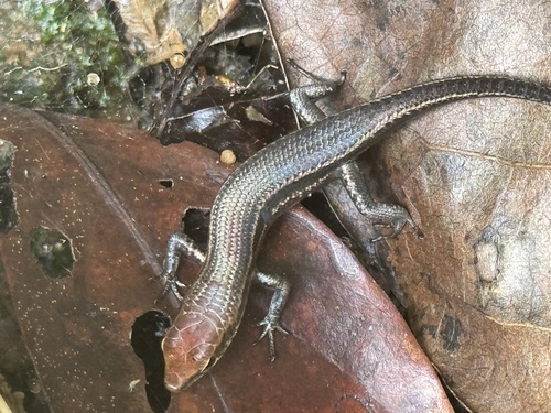 Blue-throated Rainbow-skink, Carlia rhomboidalis