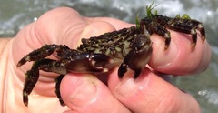 Pachygrapsus marmoratus