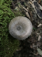Pluteus americanus