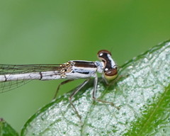 Agriocnemis argentea
