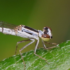Agriocnemis argentea