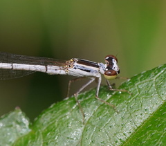 Agriocnemis argentea