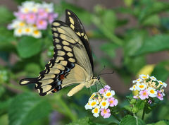 Heraclides cresphontes