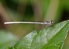 Agriocnemis argentea