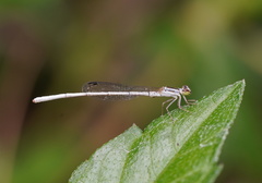 Agriocnemis argentea