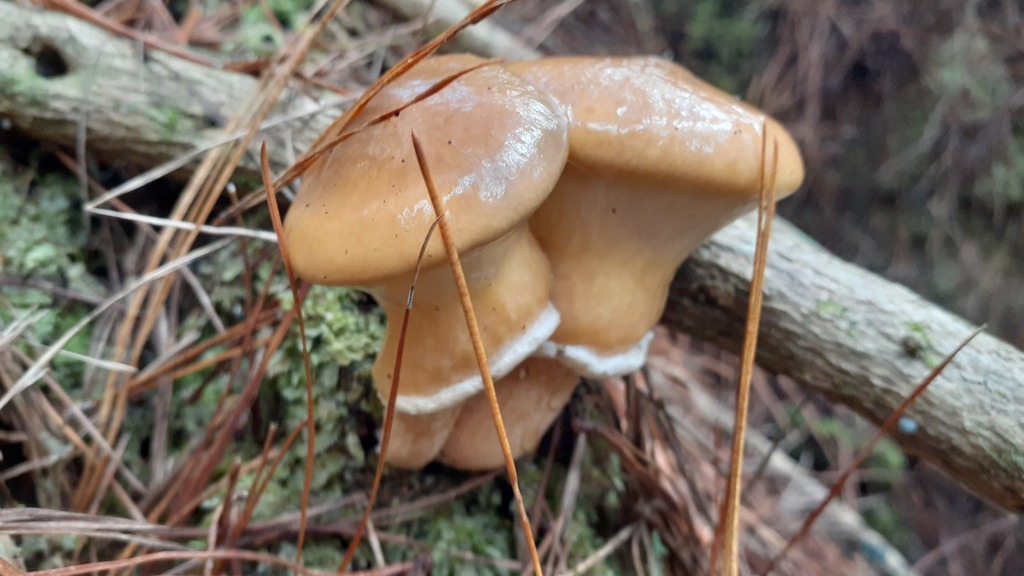 Suillus salmonicolor · April 2025 · photo: © aardvark04 (iNaturalist, cc0)