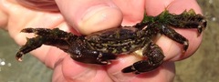 Pachygrapsus marmoratus