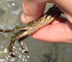 Pachygrapsus marmoratus