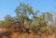 Diospyros mespiliformis