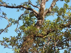 Diospyros mespiliformis