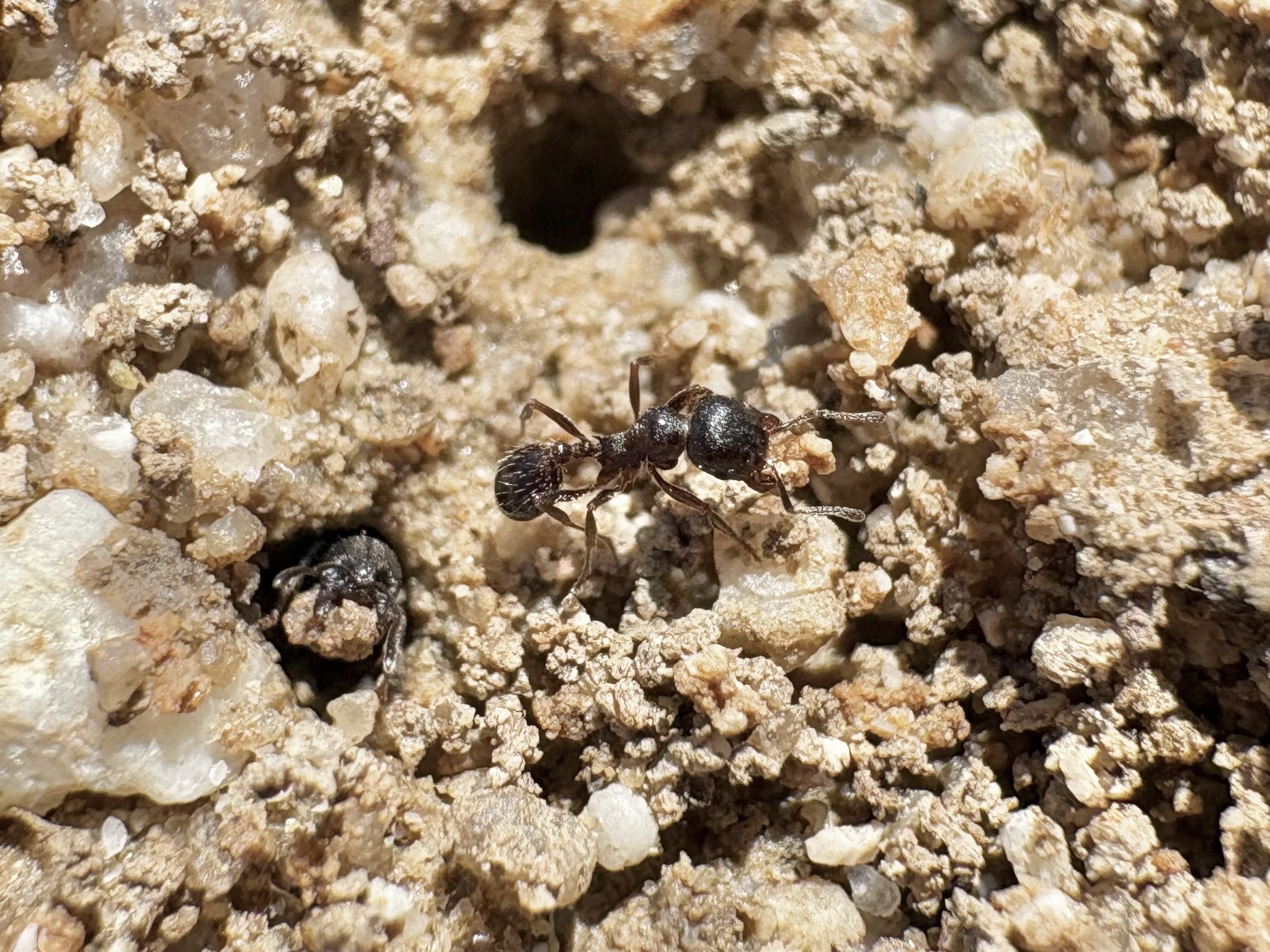 Goniomma baeticum