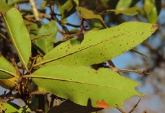 Diospyros mespiliformis