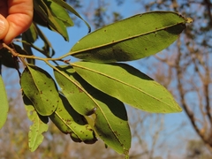Diospyros mespiliformis