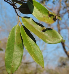 Diospyros mespiliformis