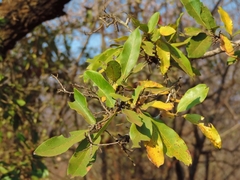 Diospyros mespiliformis