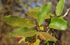 Diospyros mespiliformis