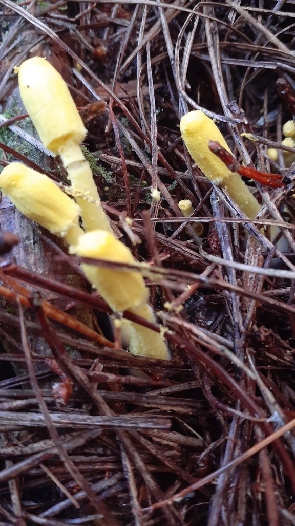 Leucocoprinus birnbaumii · April 2025 · photo: © aardvark04 (iNaturalist, cc0)
