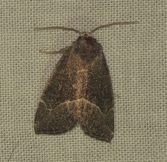 Plagiomimicus spumosum