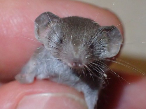 Pygmy White-toothed Shrew