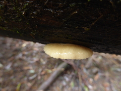Crepidotus nephrodes