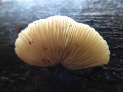 Crepidotus nephrodes