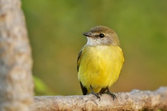 Microeca flavigaster