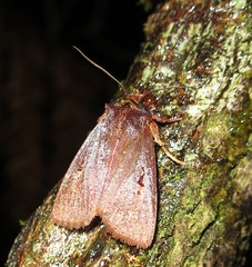 Austramathes purpurea