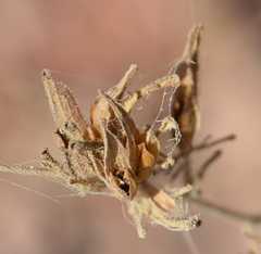 Cordylanthus rigidus rigidus