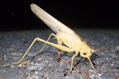 Tettigonia viridissima