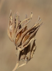 Cordylanthus rigidus rigidus