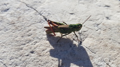 Chorthippus binotatus binotatus