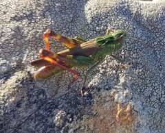 Chorthippus binotatus binotatus