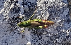 Chorthippus binotatus binotatus