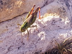 Chorthippus binotatus binotatus