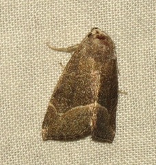 Plagiomimicus spumosum