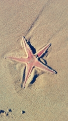 Astropecten aranciacus