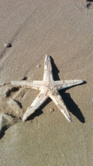 Astropecten aranciacus