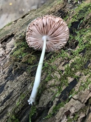Pluteus americanus