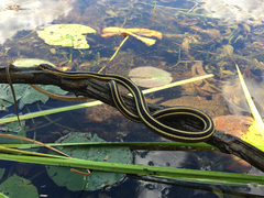 Thamnophis saurita septentrionalis