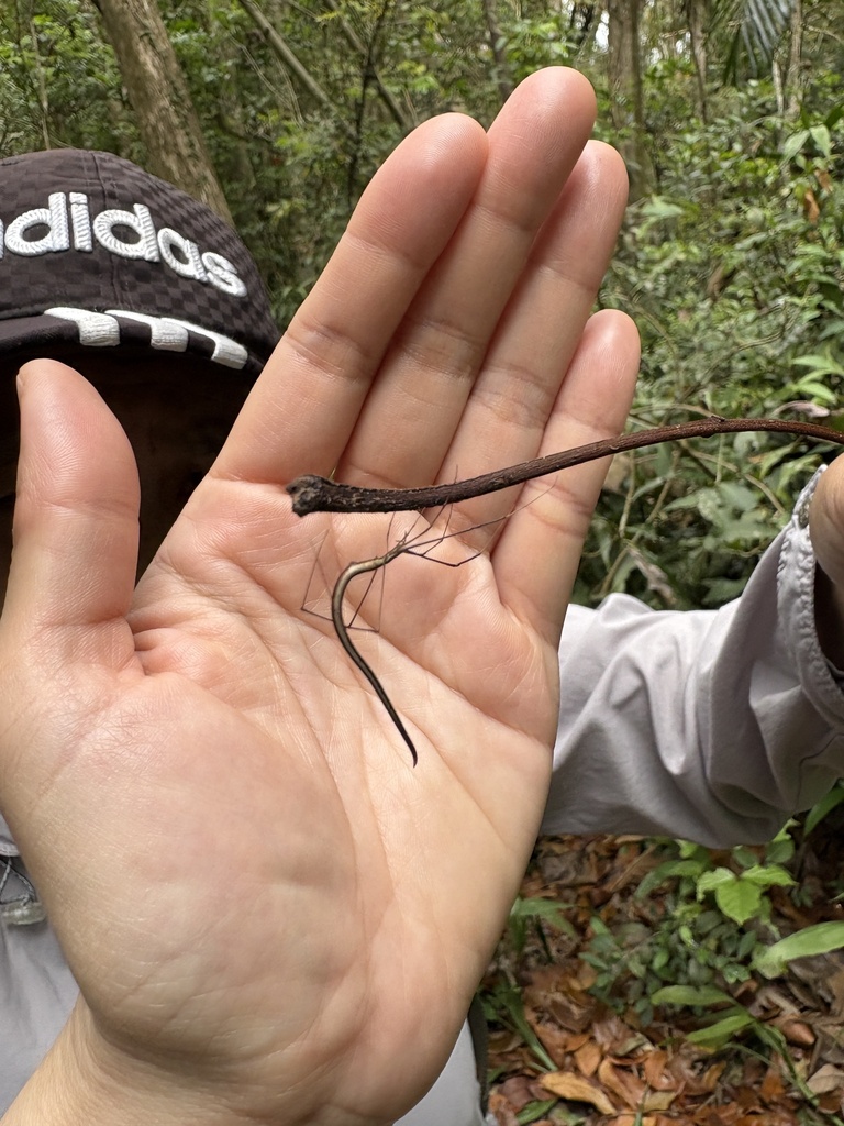 Ariamnes cylindrogaster