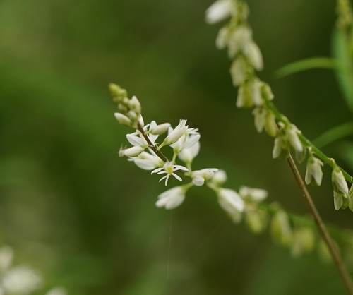 Senega paniculata