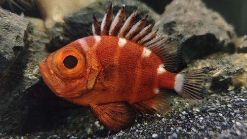 Japanese bigeye (Pristigenys niphonia) — Priacanthidae — 4