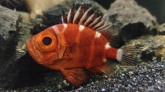 Japanese Bigeye photo 3