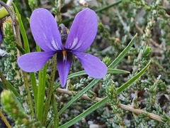 Viola decumbens