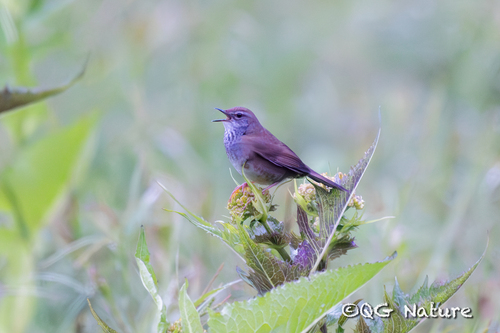 spotted bush warbler (Locustella thoracica)