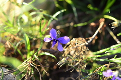 Viola decumbens