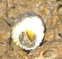 Phorcus turbinatus