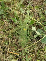 Equisetum arvense