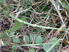 Equisetum arvense